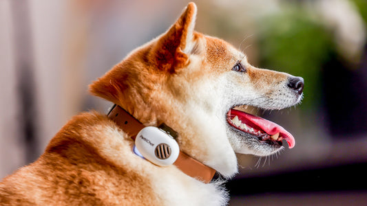 AI Pet Translator Showdown: PettiChat vs Bowlingual vs MeowTalk — Which Is Worth Buying in 2026?