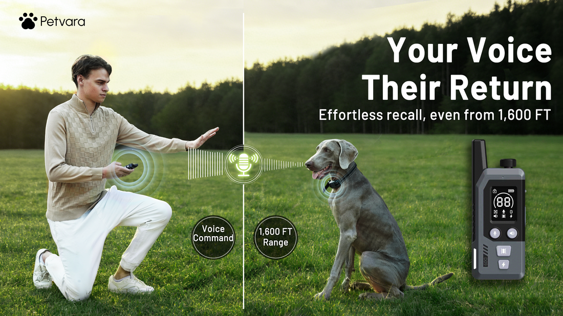 Petvara Dog Collar: Long-Range Voice Recall &amp; Training
